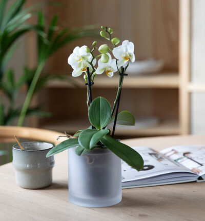 Hvit midi orkidé i frostet glasspotte